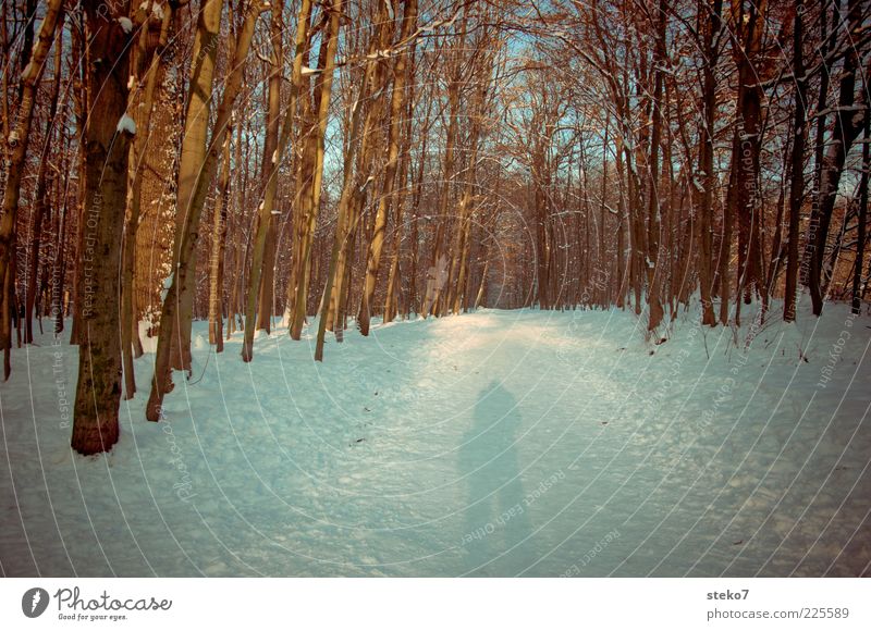 photographs faster than his shadow Snow Forest Lanes & trails Cold Stagnating Bleak Winter forest Exterior shot Shadow Sunlight Human being Footpath 1 Tree