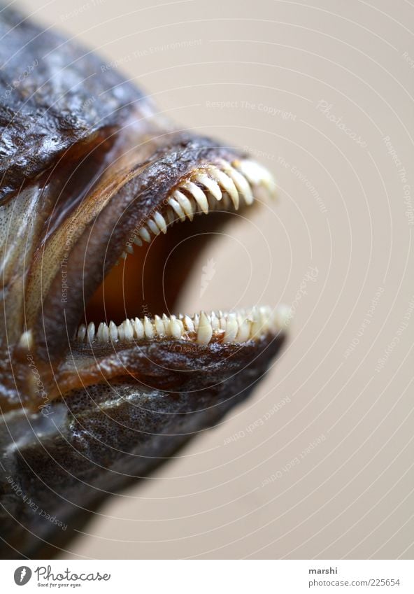 snappish Animal Dead animal Animal face 1 Point Muzzle Teeth Trenchant Fish Nutrition Blur Disgust Fish mouth Dorade Piranha Small Food Threat Dangerous Detail