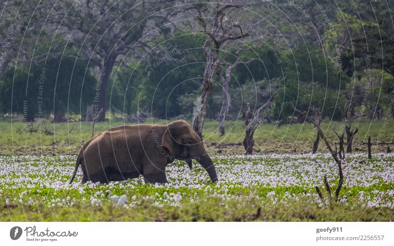 flower bath Vacation & Travel Tourism Trip Adventure Sightseeing Safari Nature Landscape Plant Tree Flower Lake Sri Lanka Asia Animal Wild animal Animal face