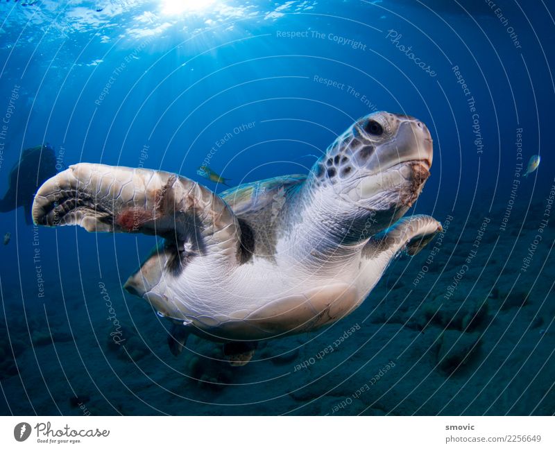 Green turtle (Chelonia mydas) Exotic Joy Vacation & Travel Beach Ocean Nature Plant Animal Warmth Coast Large Natural Under Colour loggerhead clear calm reef