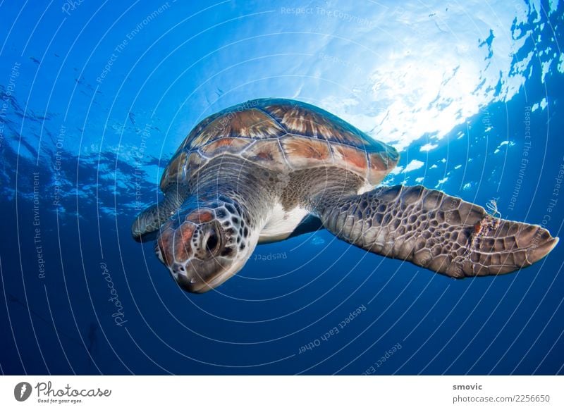 Green turtle (Chelonia mydas) Exotic Joy Vacation & Travel Beach Ocean Nature Plant Animal Warmth Coast Large Natural Under Colour loggerhead clear calm reef