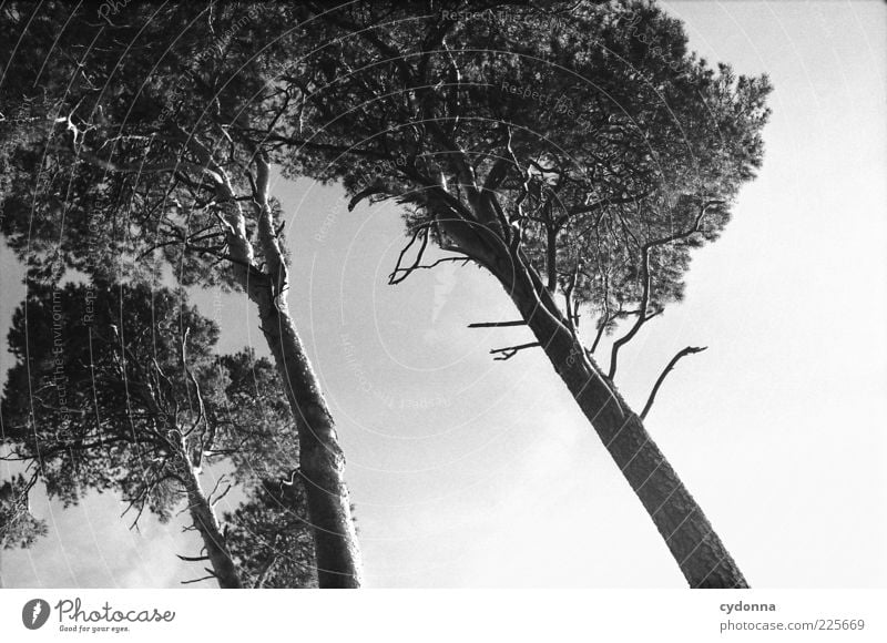 Three Environment Nature Sky Wind Tree Esthetic Movement Loneliness Uniqueness Emotions Beautiful Pine Analog Composing 3 Growth Weigh Twigs and branches