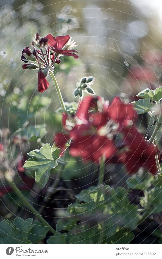 red-green flirtation Environment Nature Plant Flower Esthetic Beautiful Green Red Colour photo Exterior shot Dawn Light Contrast Sunlight Back-light Twilight