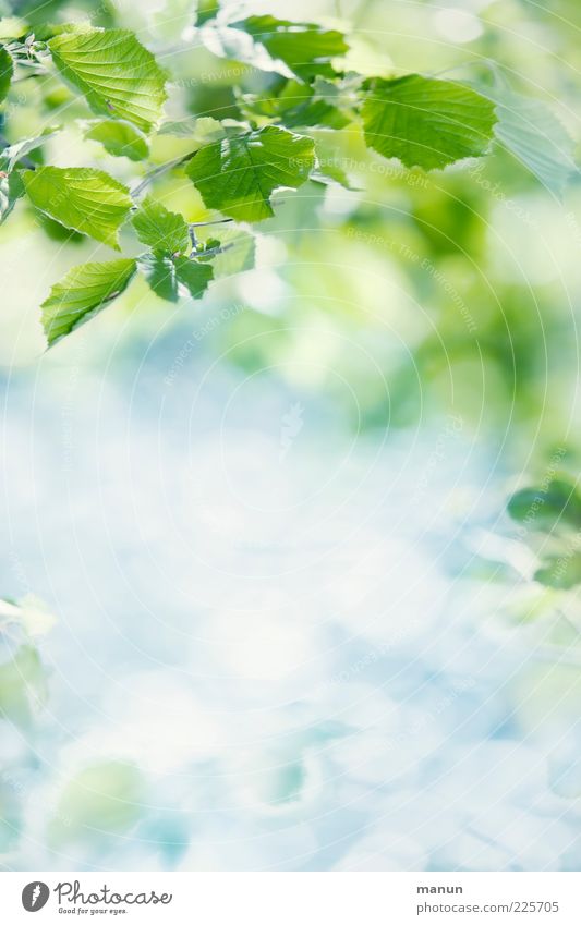 leaves Nature Spring Summer Leaf Twigs and branches Fresh Bright Natural Spring fever Colour photo Exterior shot Day Sunlight Back-light Rachis