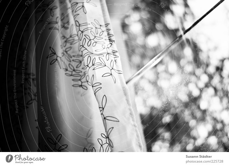 silvery blinkin' Tree Window Exceptional Curtain Drape Window pane Shadow Blur Black & white photo Interior shot Close-up Copy Space left Reflection