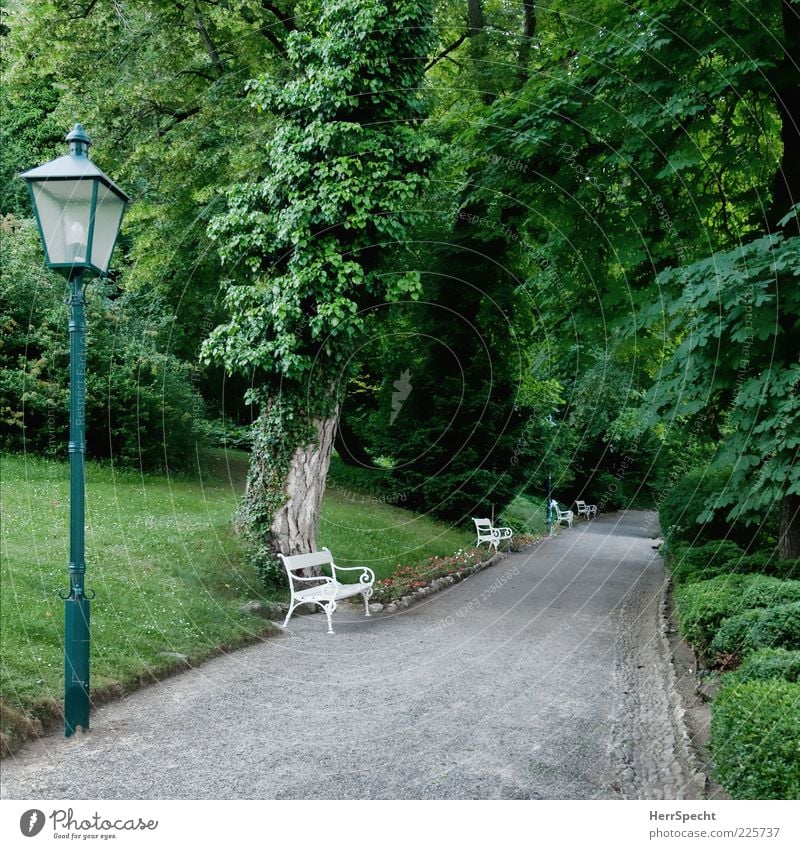 In the spa gardens Plant Summer Tree Bushes Park Esthetic Beautiful Gray Green Lanes & trails Park bench Empty Loneliness Perspective Calm Groomed Colour photo