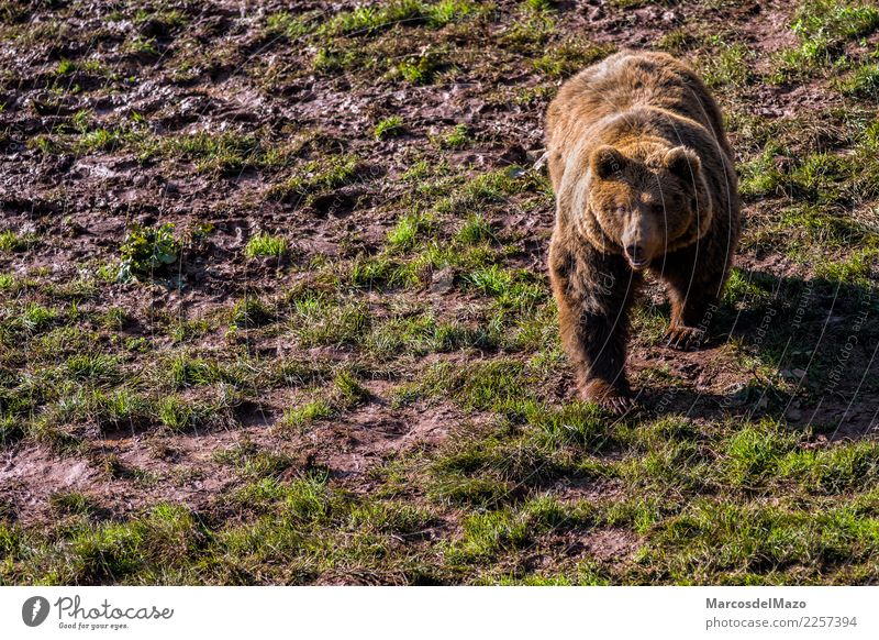 Brown bear (Ursus arctos) Freedom Mountain Zoo Nature Animal Grass Park Wild animal 1 Natural Bravery Protection Caution Fear Dangerous Bear Grizzly animals