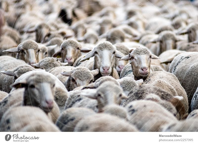 Many merino sheep Culture Animal Farm animal Herd Funny Cute Tradition transhumance livestock Madrid Spain Sheep animals City Strange Migration hordes flock