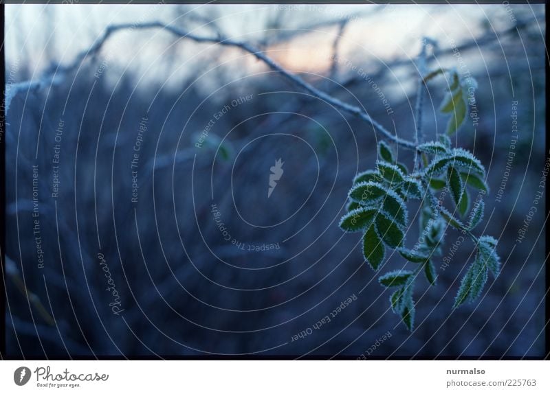 silent green Environment Nature Plant Winter Climate Ice Frost Foliage plant Wild plant Freeze Glittering Hang Dark Cold Natural Trashy Gloomy Moody