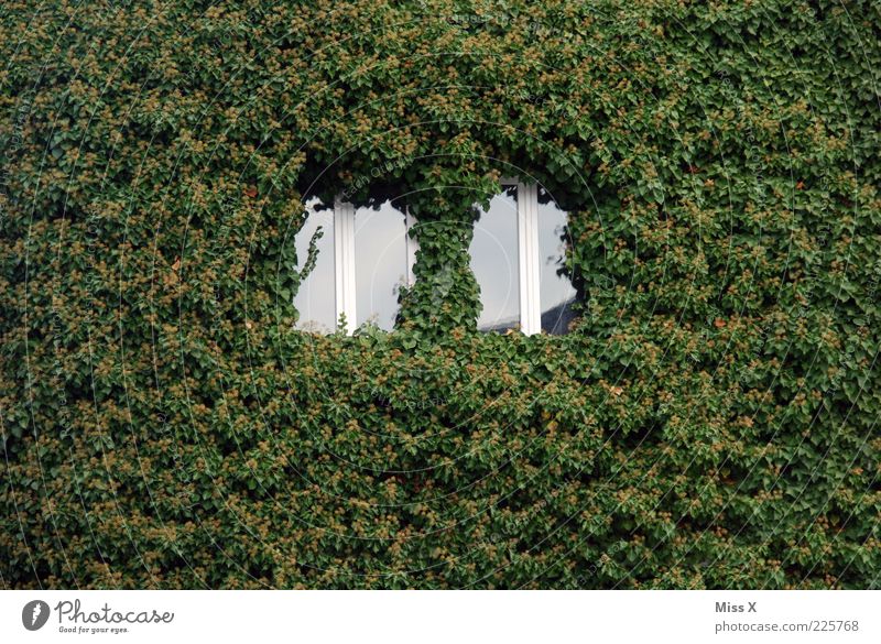 [] [] House (Residential Structure) Plant Ivy Leaf Wall (barrier) Wall (building) Facade Window Growth Green Nature Tendril Colour photo Exterior shot Pattern