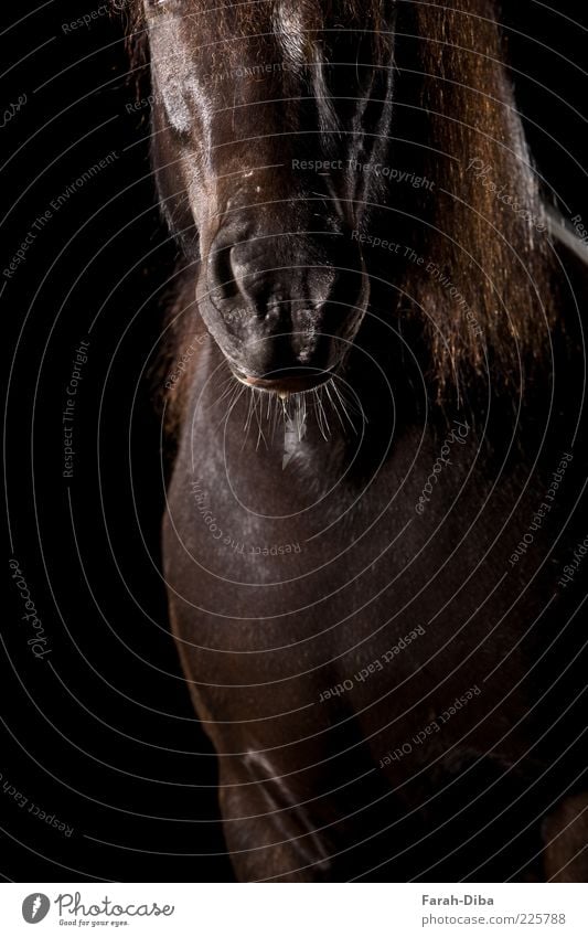 Schetti fur nose Animal Pet Farm animal Horse Animal face Pelt 1 Black Power Willpower Brave Colour photo Studio shot Neutral Background Flash photo Low-key