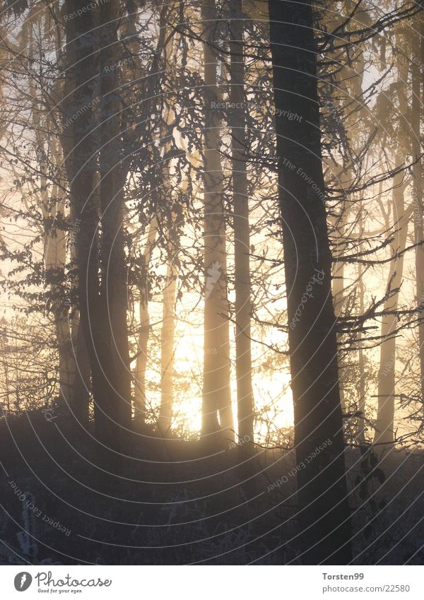 winter forest Forest Fog Winter forest Afternoon sun Frost Branch fairy forest