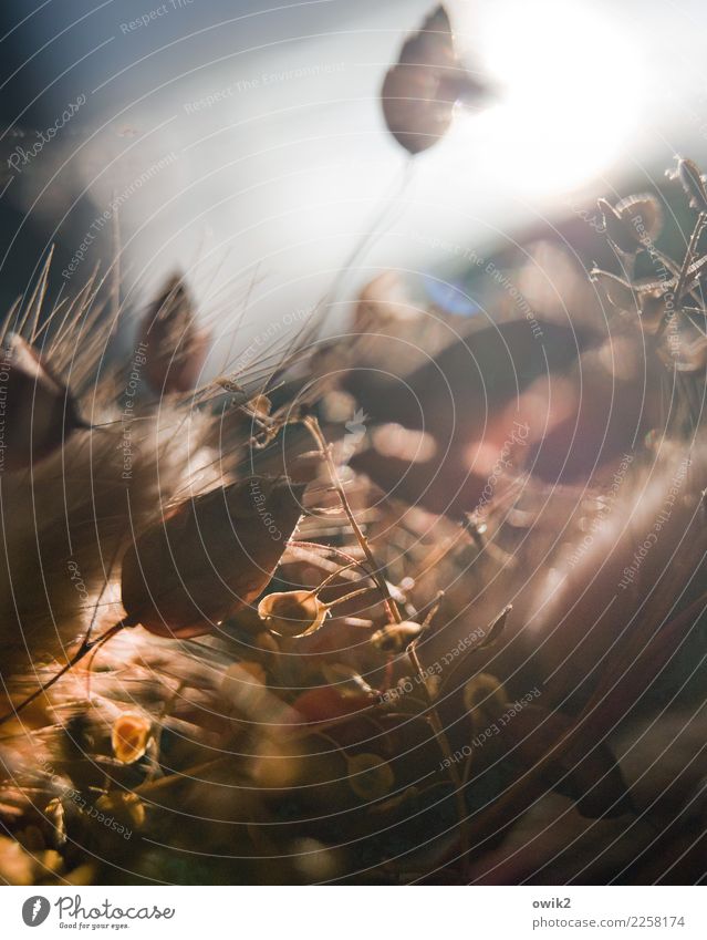 Petty Plant Bushes Blade of grass Stalk Leaf Blossom Decoration Small Near Dry Colour photo Subdued colour Interior shot Structures and shapes Deserted