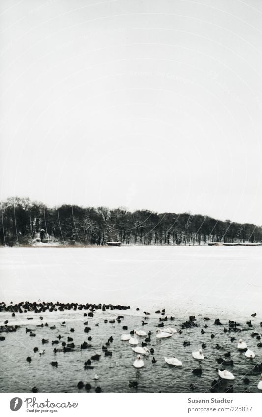 Winter 2.0 Ice Frost Snow Waves Lakeside Swimming & Bathing Duck Swan Ice floe Row of trees Frozen Boathouse Mecklenburg-Western Pomerania Lake-plateau