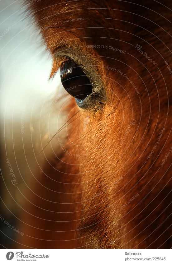 Why do you have such big eyes? Environment Nature Animal Farm animal Horse 1 Free Cuddly Near Beautiful Colour photo Exterior shot Day Light Animal portrait