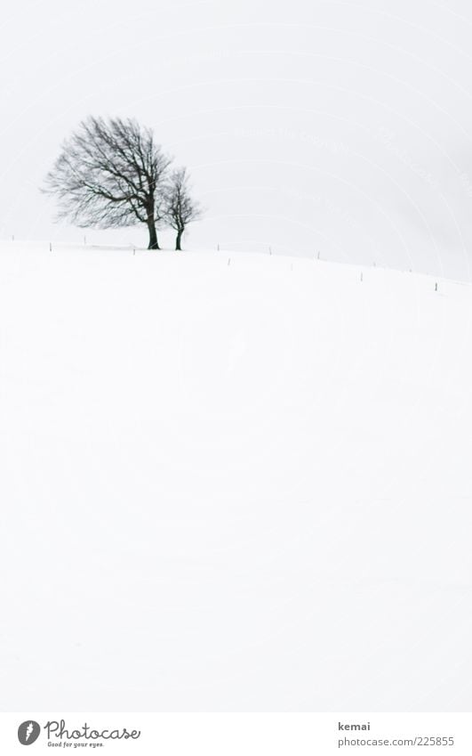 Famous Beech Environment Nature Landscape Plant Sky Winter Climate Bad weather Ice Frost Snow Tree Beech tree Meadow Field Hill Schauinsland Cold Gloomy Black