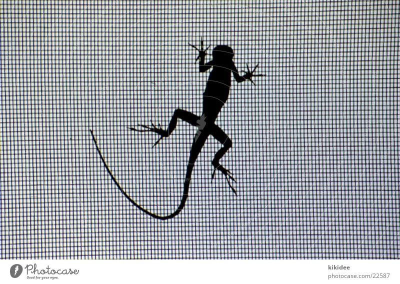 lizard Saurians Grating Silhouette Net