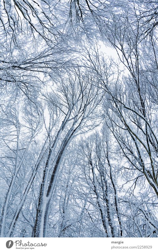 Skystorm, high winter trees Environment Nature Plant Animal Winter Bad weather Ice Frost Snow Snowfall Tree Agricultural crop Forest Silver White Sadness