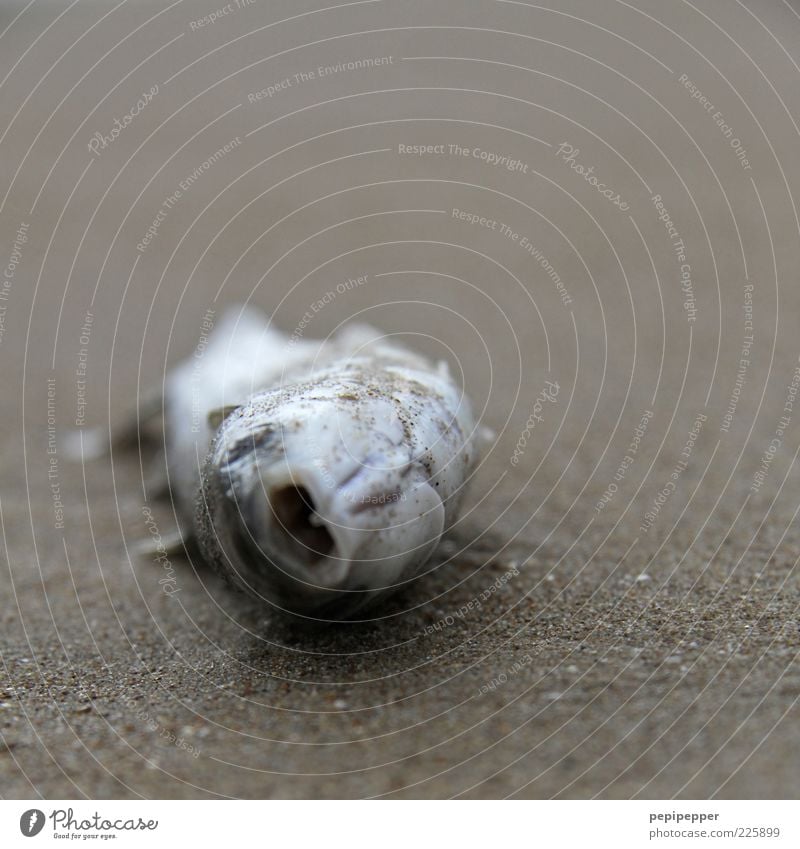 aground Beach Sand Summer North Sea Baltic Sea Animal Wild animal Fish Animal face 1 To dry up Death End Nature Subdued colour Exterior shot Close-up Detail Day