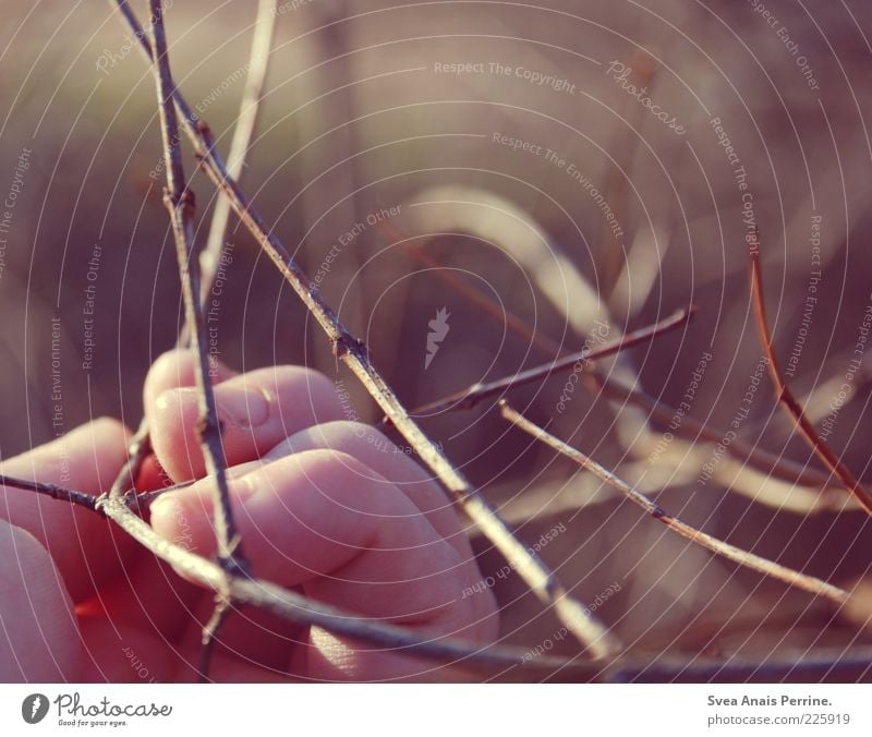 branch of doubt. Young woman Youth (Young adults) Hand Fingers 1 Human being Environment Nature Plant Tree Branch Beautiful Soft Pink Contentment