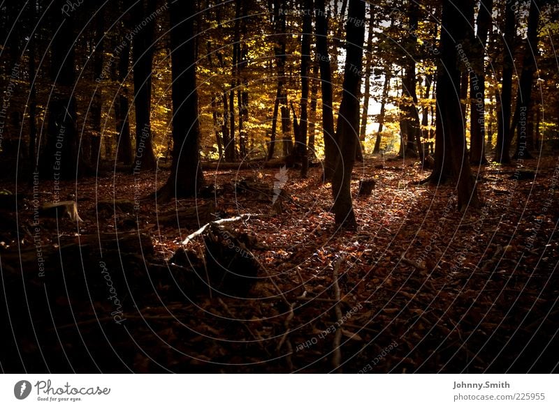 Through the branches. Nature Autumn Tree Forest Authentic Environment Colour photo Exterior shot Deserted Day Shadow Worm's-eye view Dark Autumnal