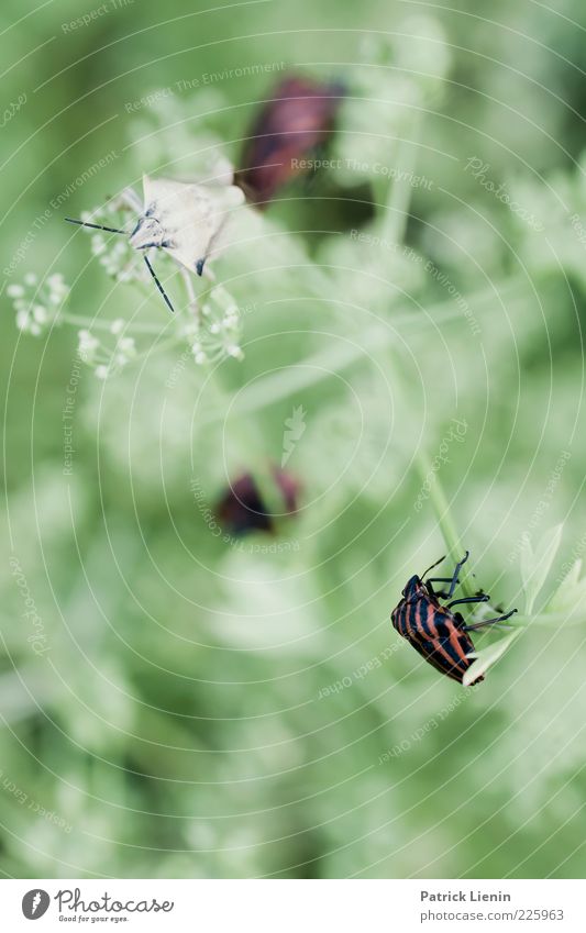 crowded Environment Nature Plant Animal Bushes Foliage plant Wild plant Wild animal Beetle 2 Sit Wait Fresh Beautiful Soft Insect Green Colour photo