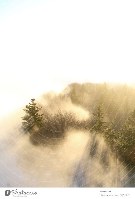 overfogged Winter Environment Nature Landscape Plant Clouds Sunlight Climate Weather Fog Tree Forest Bright Sea of fog Cloud forest Fog boundary Covering of fog