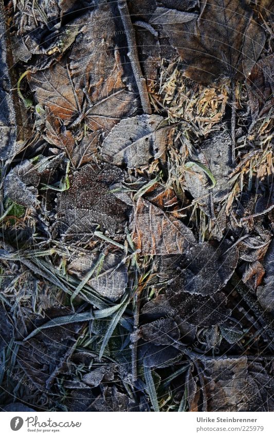 Mysterious, frozen autumn leaves on the forest floor Autumn Winter Frost Cold Hoar frost Mature Leaf Autumn leaves Frozen Ice naturally Earth Ground Cover