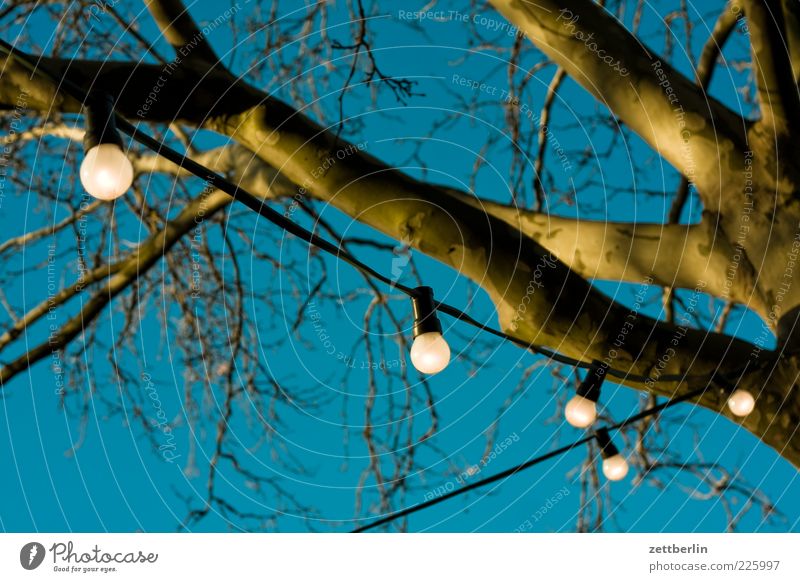 light chain Environment Nature Tree Bright Schöneberg wallroth Branch Tree trunk Fairy lights Illumination Sky blue Cloudless sky Light Illuminate Sun