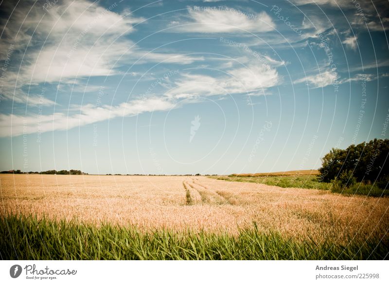 Rodenäs. Try 852. Agriculture Environment Nature Landscape Sky Clouds Sunlight Summer Beautiful weather Bushes Agricultural crop Field North Frisland