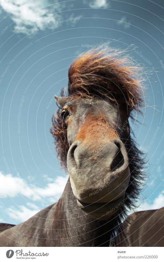 Bob "The Bear" Nature Animal Sky Clouds Wind Farm animal Wild animal Horse Animal face Stand Wait Esthetic Friendliness Funny Natural Cute Moody Mane Iceland