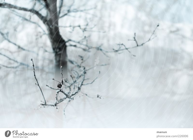 high tide Nature Water Winter Rain Tree Twigs and branches Lake Torrents of water Inundated Deluge Authentic Wet Colour photo Exterior shot Deserted