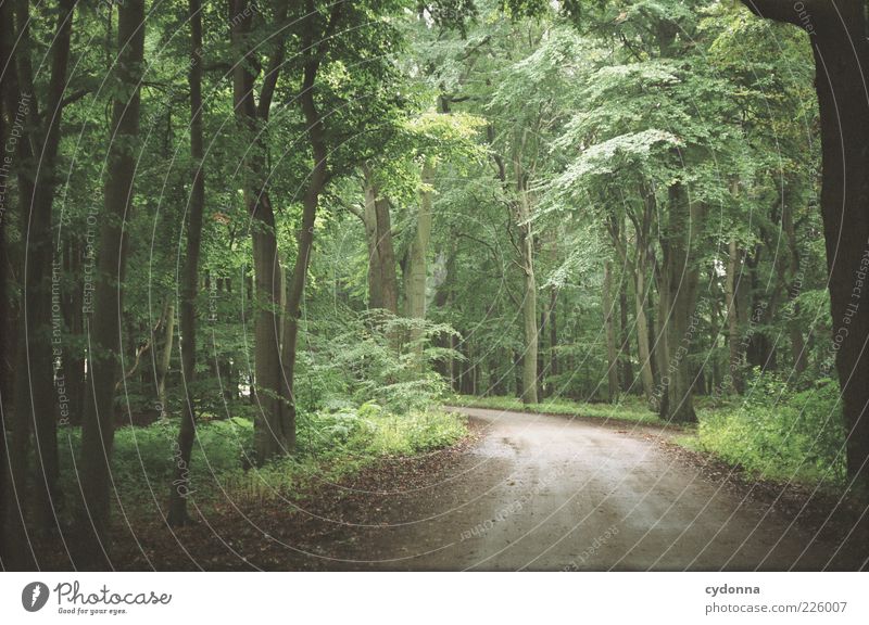 forest path Well-being Contentment Calm Trip Far-off places Freedom Hiking Environment Nature Landscape Tree Forest Movement Loneliness Uniqueness Idyll Life