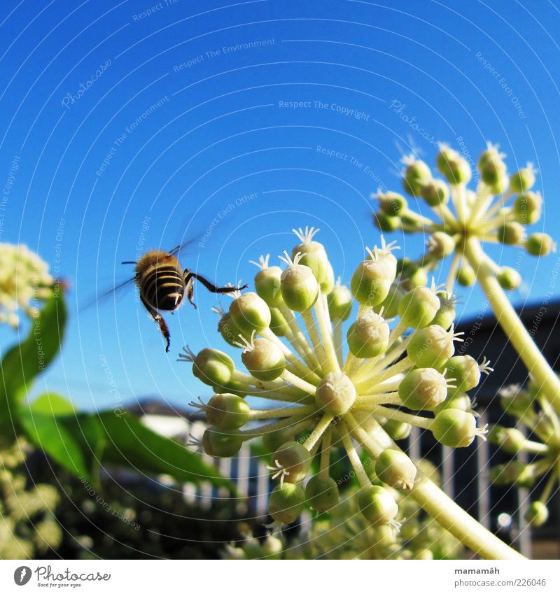 I'm gonna take off. Animal Bee Flying Flower Plant Sky Insect Pollen Summer Freedom Close-up Rear view Motion blur 1