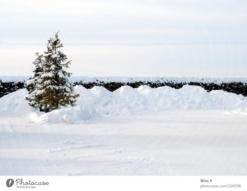 OH TREE TREE OH TREE TREE TREE Winter Ice Frost Snow Tree Garden Cold Loneliness Fir tree Christmas tree Colour photo Exterior shot Deserted Copy Space top