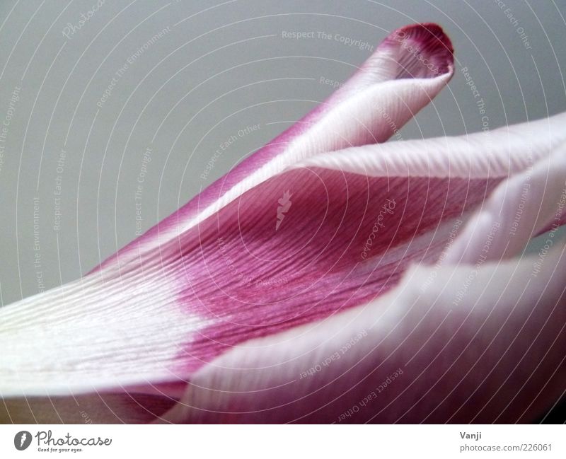 FLOWERING TIME Nature Plant Flower Tulip Blossom Spring fever Optimism Colour photo Multicoloured Interior shot Close-up Detail Macro (Extreme close-up)