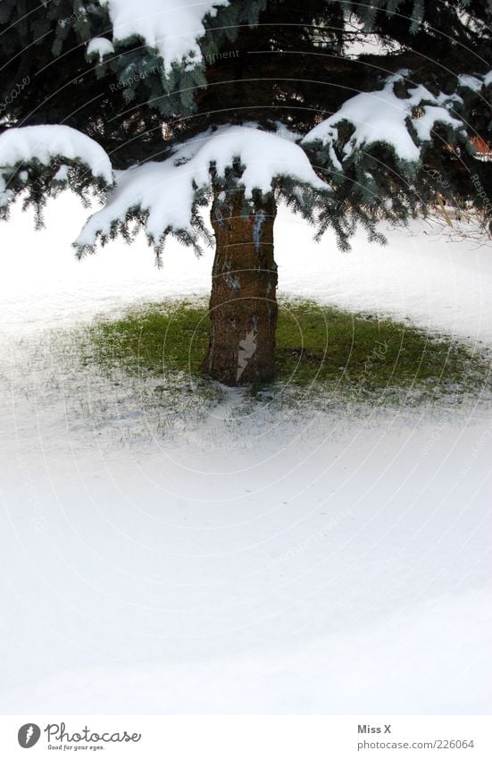 Small spot of green Winter Snow Cold Green White Fir tree Christmas tree Tree trunk Spruce Lawn Meadow Grass Colour photo Exterior shot Deserted