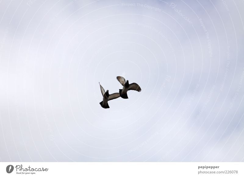 parallel flight Sky Wild animal Bird Wing 2 Animal Rutting season Flying Hunting Movement Nature Attachment Subdued colour Exterior shot Day Worm's-eye view