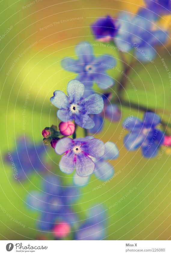 Don't forget. Plant Spring Summer Flower Blossom Blossoming Growth Play of colours Colour Blossom leave Forget-me-not Blue Violet Bud Colour photo Exterior shot