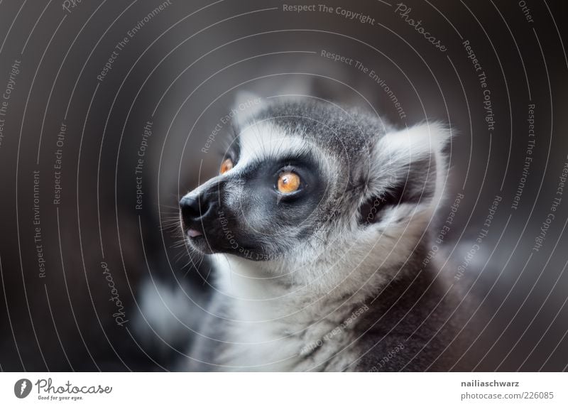 Katta Animal Wild animal Animal face Pelt Zoo Ring-tailed Lemur Prosimian 1 Baby animal Observe Esthetic Gray Black White Colour photo Subdued colour Close-up