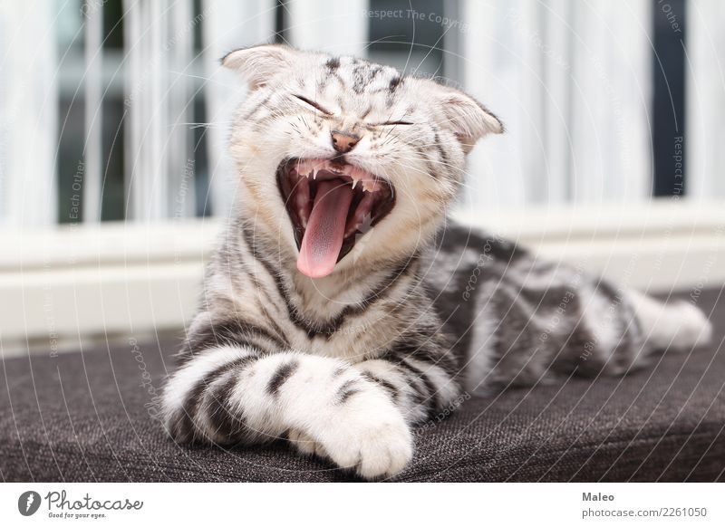 The kitten yawns Animal portrait Beautiful Purebred Domestic cat English Short-haired Kitten Yawn Cat eyes Small Pet Gray endearing Mammal Honey Sit young