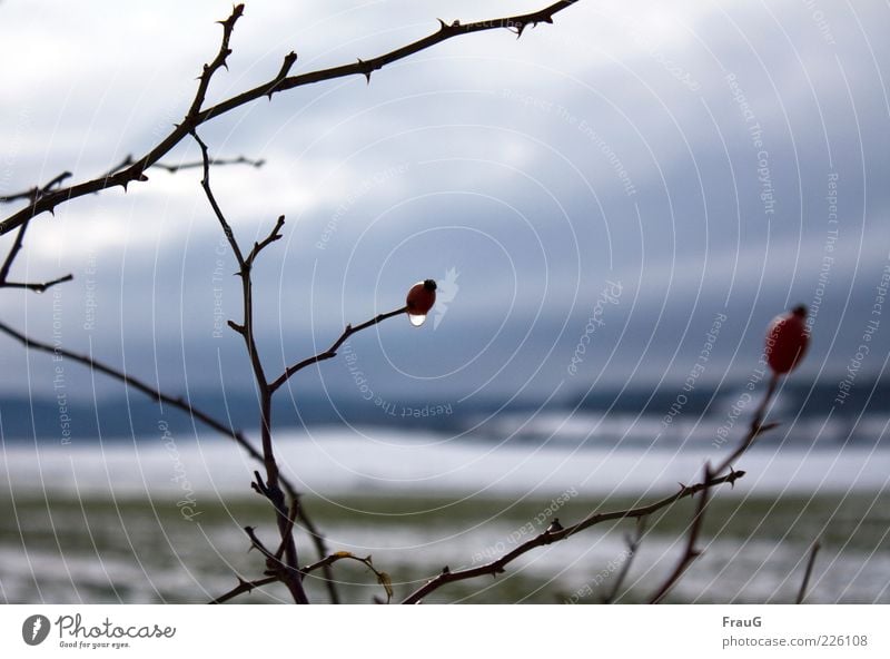 After the rain Winter Landscape Drops of water Sky Rain Snow Plant Bushes Natural Brown Red Moody Nature Colour photo Exterior shot Day Twig Damp Wet Dew