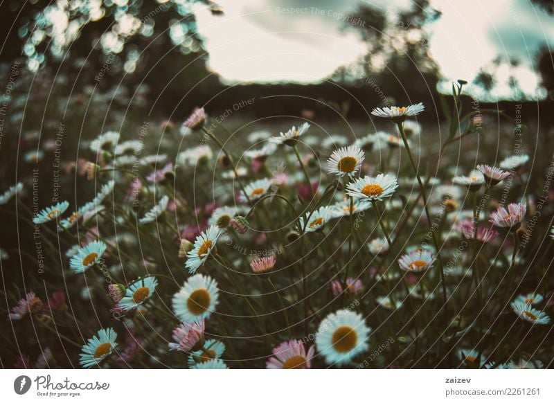 nature photo of a calm day viewed from below in a field with flowers with a cloudy sky Nature Plant Elements Cloudless sky Spring Summer Flower Blossom