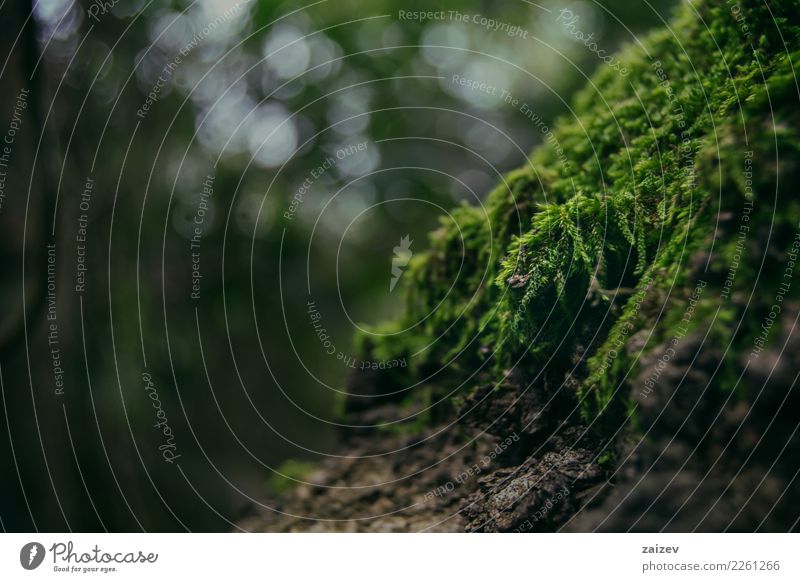 Moss up close on an old tree Nature Plant Spring Summer Autumn Winter Forest Virgin forest Old Elegant Natural Green Optimism Determination Tree Colour photo