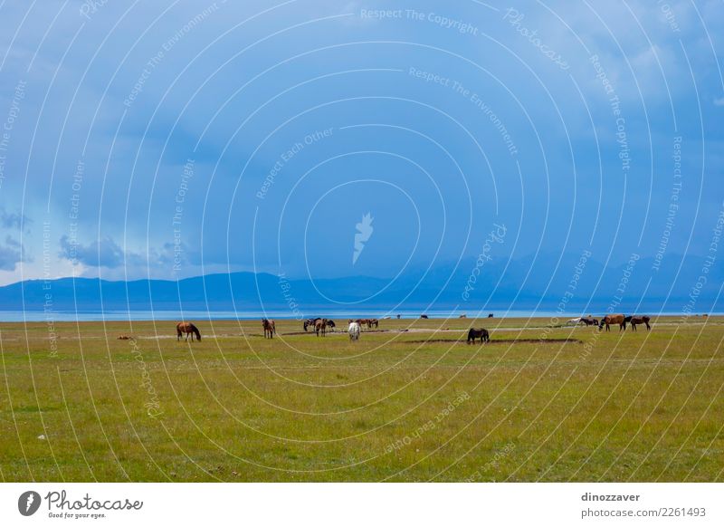 Horses by Song Kul lake, Kyrgyzstan Beautiful Vacation & Travel Tourism Summer Mountain Nature Landscape Sky Clouds Fog Grass Park Meadow Hill Rock Lake Herd