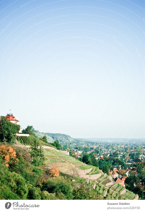 vineyard Nature Cloudless sky Hill Mountain Peak Beautiful Vineyard Wine growing Autumn Tree Radebeul Dresden Colour photo Exterior shot Copy Space right