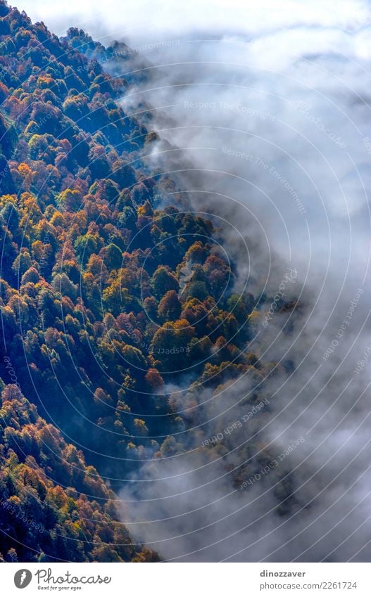 Autumn forest thru the clouds from above Beautiful Sun Mountain Environment Nature Landscape Plant Clouds Fog Tree Leaf Park Forest Bright Natural Wild Brown