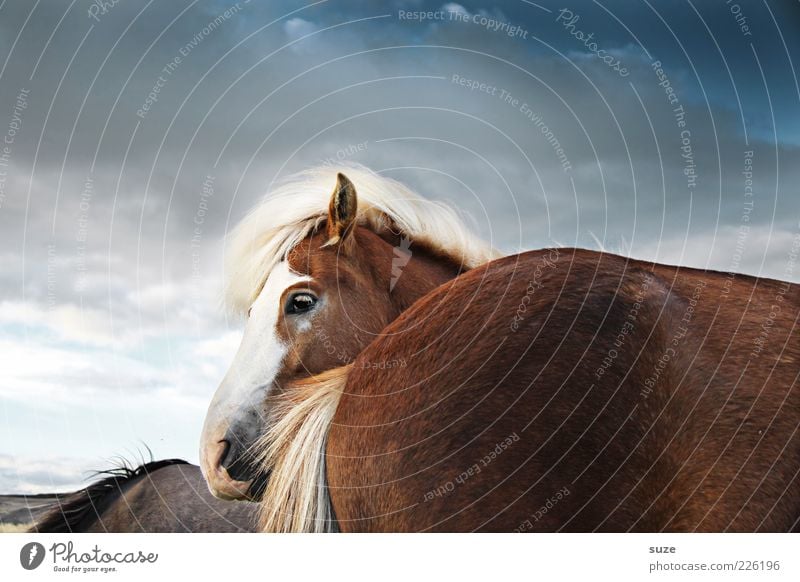 Behind Nature Landscape Animal Sky Clouds Wind Farm animal Wild animal Horse Animal face 3 Herd Stand Wait Esthetic Friendliness Natural Cute Moody Mane Iceland