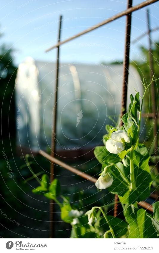 How sugar peas grow Nature Plant Sky Sun Summer Beautiful weather Bushes Blossom Agricultural crop sugar snap pea Field Sand Rust Blossoming Growth Fragrance