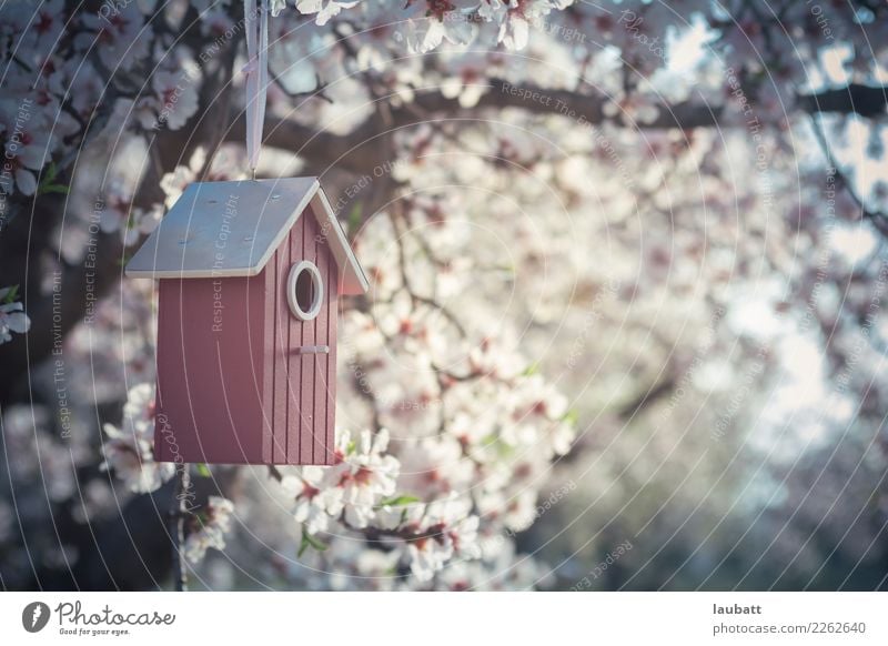 Sakura birdhouses Lifestyle Wellness Well-being Relaxation Calm Meditation Cure sakura Cherry Blossom Festival Environment Nature Air Spring Weather